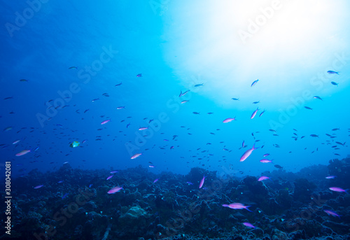 shoal of fish © 敏治 荒川