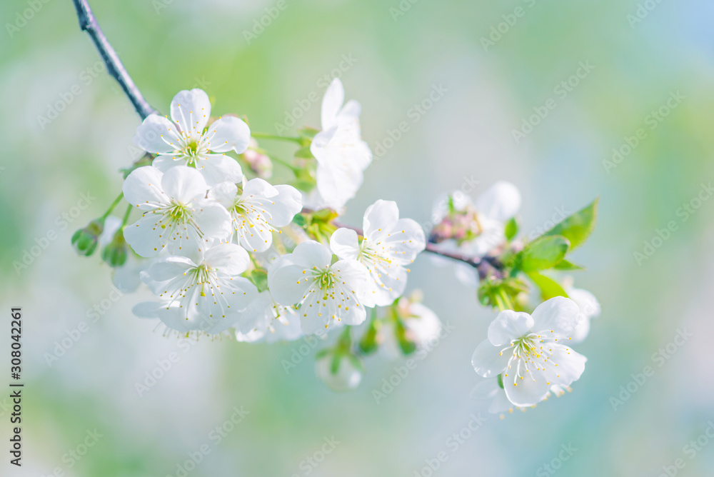 Branch of cherry with white flowers