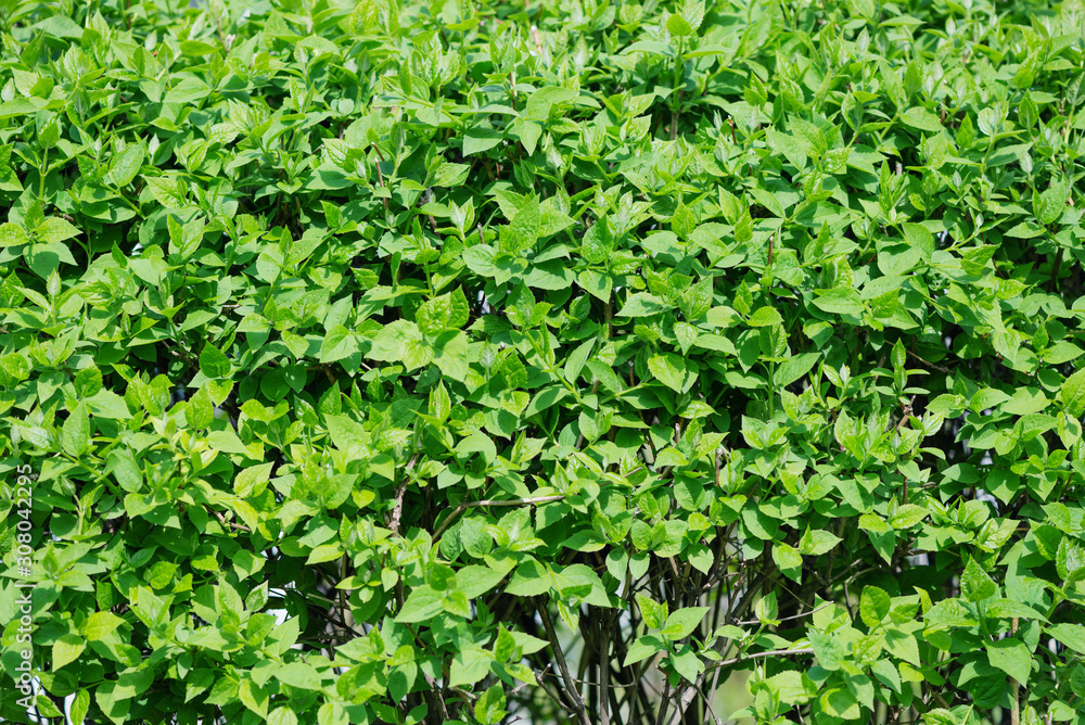 Background from green foliage Background from green foliage
