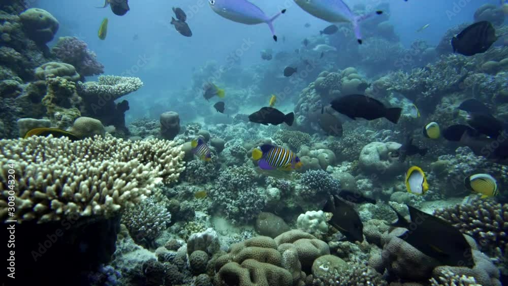 The marine life of tropical fish. Coral reef. The marine life of tropical fish. Coral reef.