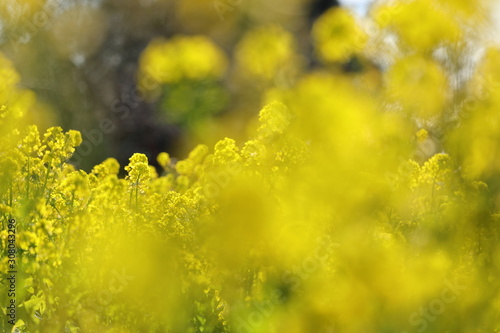 菜の花の風景