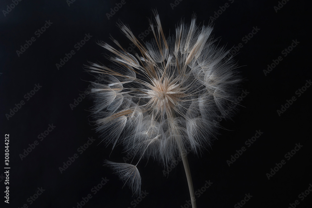 Fototapeta premium Dandelion flower and seeds close-up on a black background