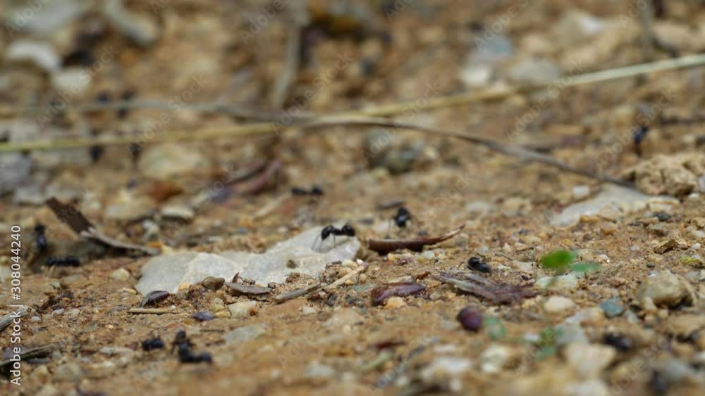 Ants busily go their its way - (4K) Ants busily go their its way - (4K)