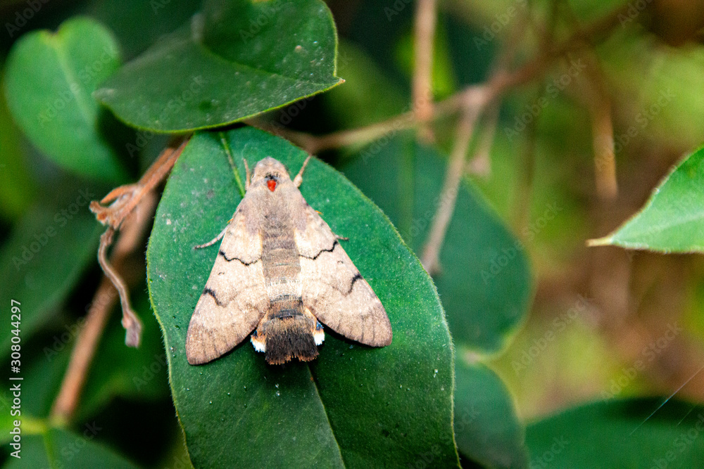 Obraz premium Motte auf Blatt
