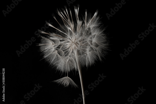 Dandelion flower and seeds close-up on a black background
