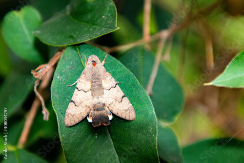 Motte auf Blatt photo