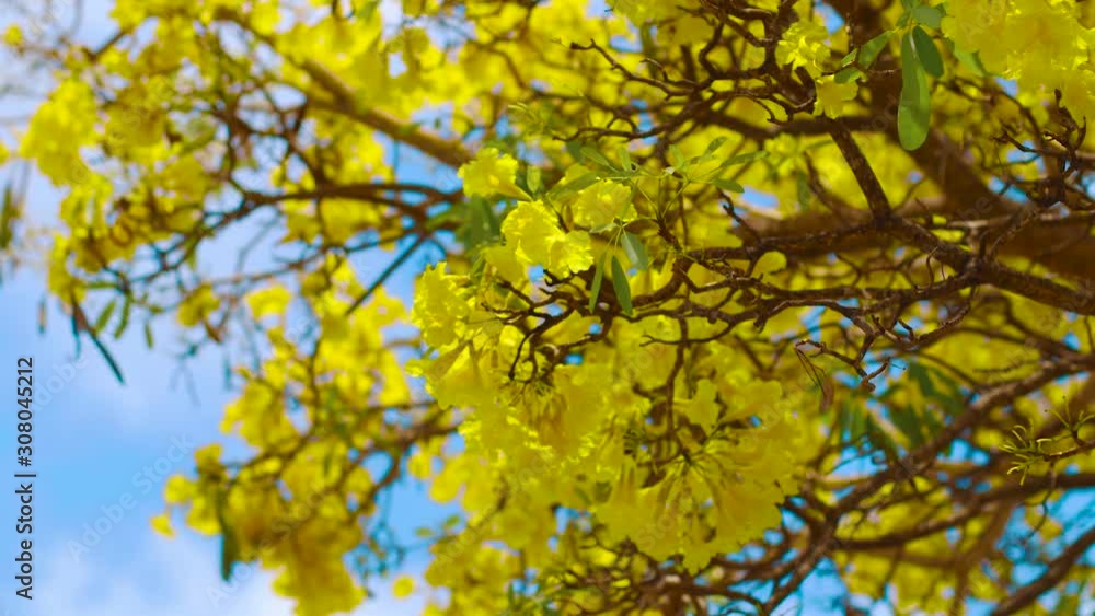 The Yellow Kibrahacha Tree Flowers Swinging Along The Winds Under The Bright Blue Sky In Curacao - Close Up Shot The Yellow Kibrahacha Tree Flowers Swinging Along The Winds Under The Bright Blue Sky In Curacao - Close Up Shot