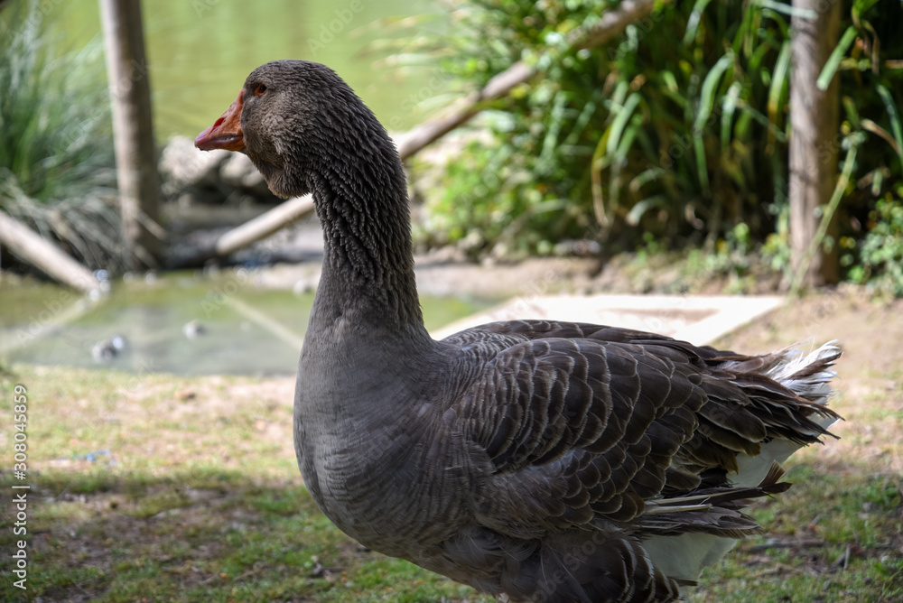 Duck Bird Animal Portrait Near the Lake byMorning at Spring Duck Bird Animal Portrait Near the Lake byMorning at Spring