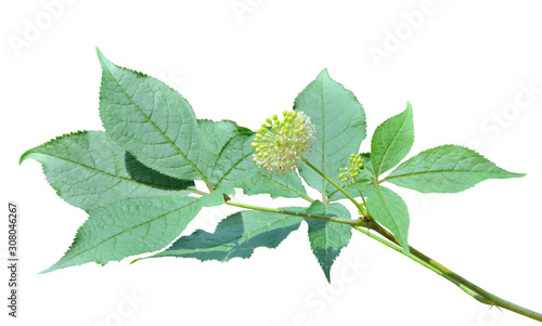 Branch of bush (Eleutherococcus senticosus) 8