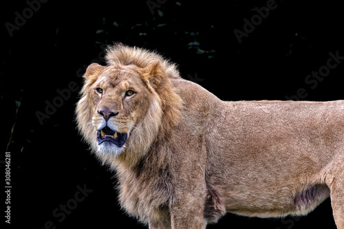 Fototapeta Naklejka Na Ścianę i Meble -  An adult lion head turned looking towards the viewer.