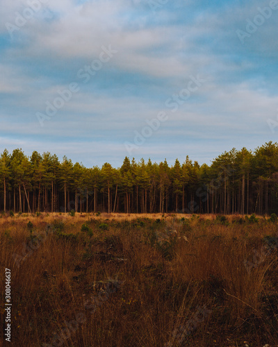 Tree line in the woods