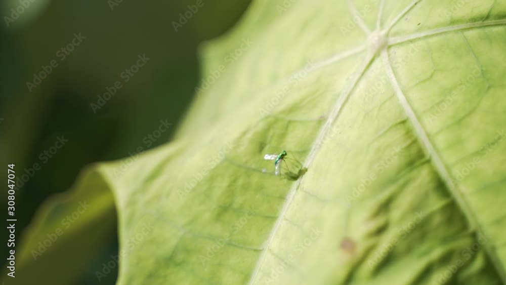 Golden green long legged fly, a pest bug on tree plant leaf Golden green long legged fly, a pest bug on tree plant leaf
