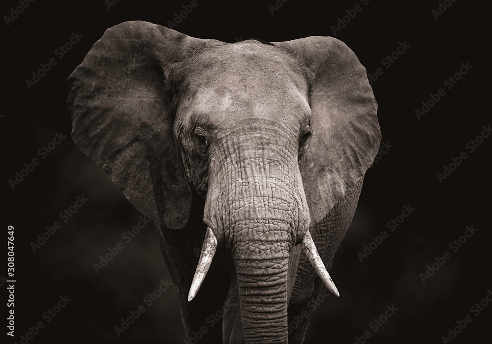 Fototapeta Zbliżenie głowy słonia