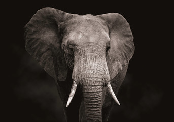 Papier peint photo Éléphant Portrait rapproché tête d'éléphant  © Coster