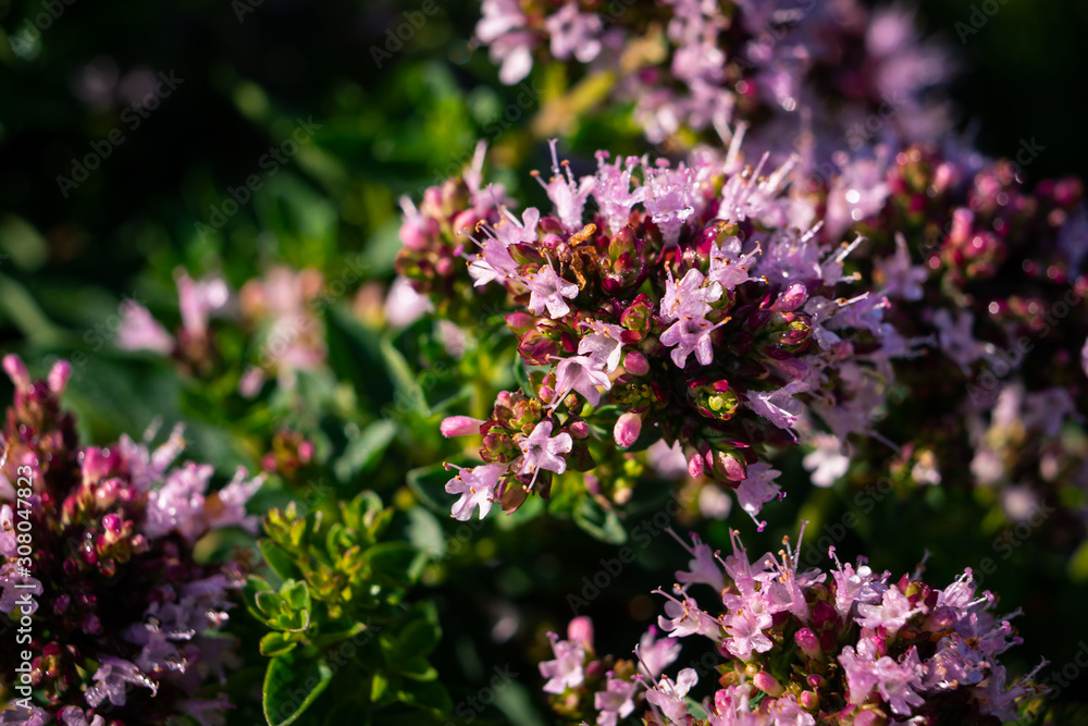 fleur thym serpolet fleur thym serpolet