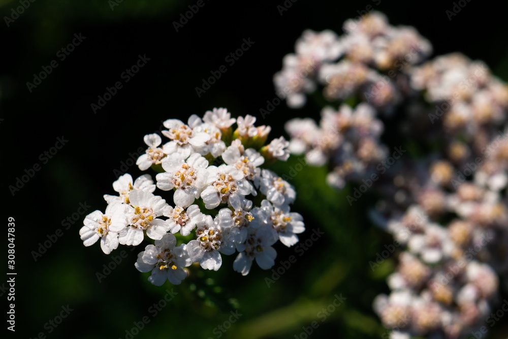 achillée en fleur achillée en fleur