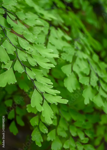 Green background of fern leaves close-up