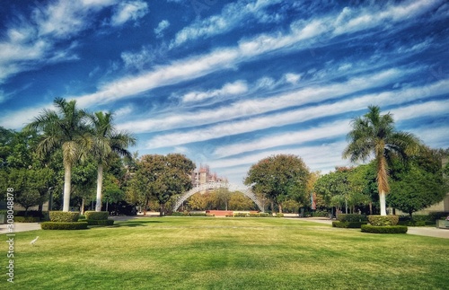 palm trees in park © parth
