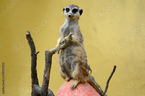 Meerkat