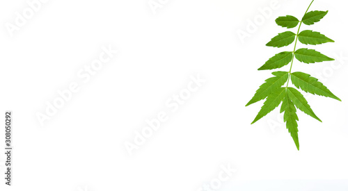 Tableau sur toile Medicinal neem leaf isolated on white background