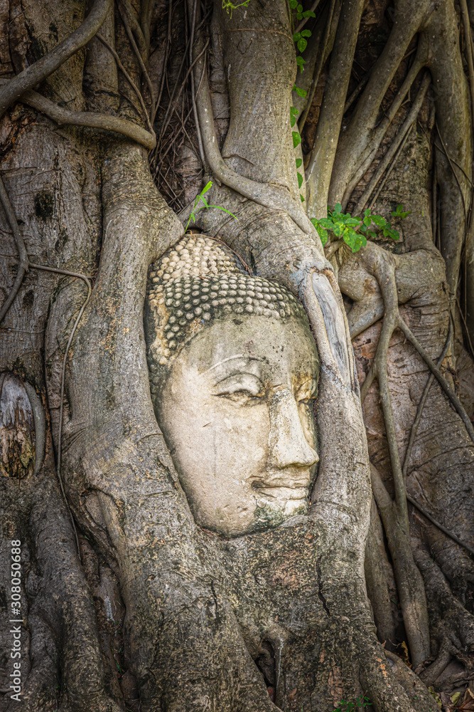 Head of Buddha old statue in tree roots Head of Buddha old statue in tree roots