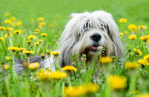 Fotografie dog in green grass