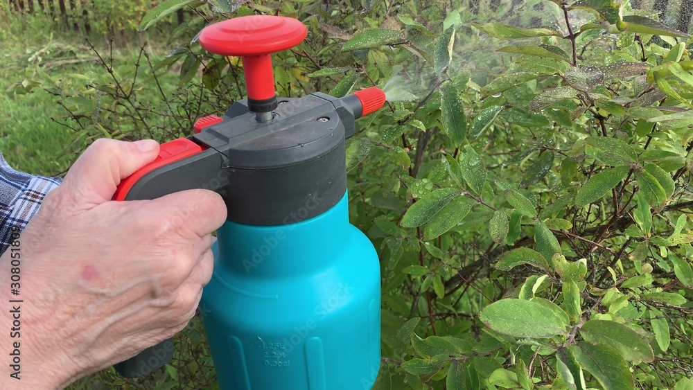 Woman gardener spraying fruit trees and bushes against plant diseases and pests using spray bottle withinsecticide solution in the garden, close up Woman gardener spraying fruit trees and bushes against plant diseases and pests using spray bottle withinsecticide solution in the garden, close up