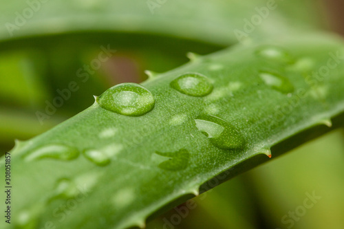 Aloe vera dew drop on leaf