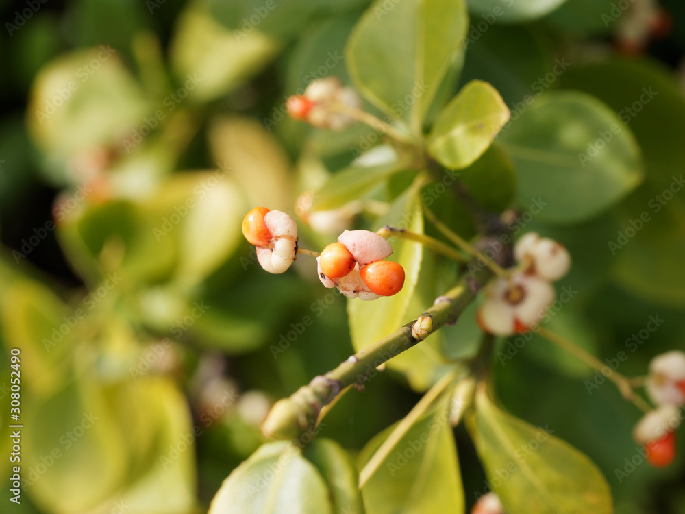Baies jaunâtre lavées de rose pourvues d'arilles rouge orangé du fusain du Japon au feuillage vert (Euonymus japonicus) Baies jaunâtre lavées de rose pourvues d'arilles rouge orangé du fusain du Japon au feuillage vert (Euonymus japonicus)