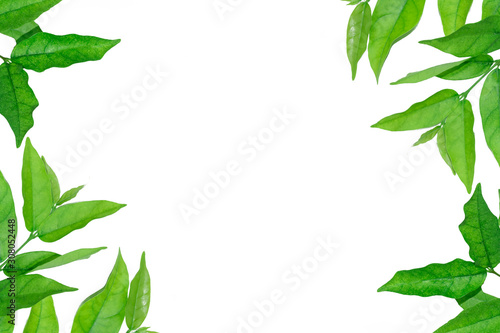 Green leaves on White Background, with copy space.