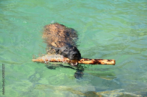 Belgian shepherd in lake 