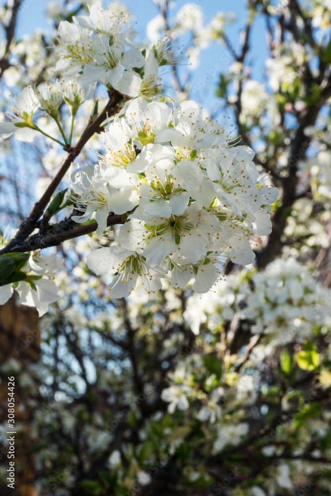 A desert Plum Tree blooming in the spring. A desert Plum Tree blooming in the spring.