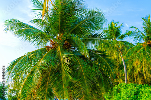 Beach summer vacation holidays background with coconut palm tree