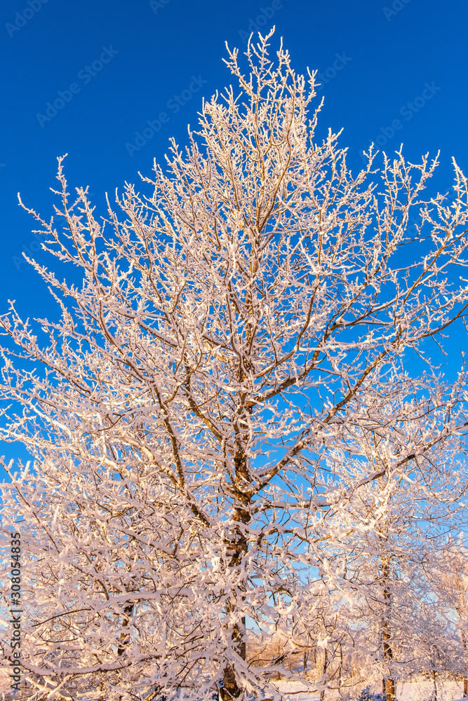 Frosty winter tree against a blue sky Frosty winter tree against a blue sky