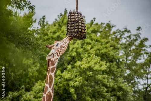 Photography Giraffe
