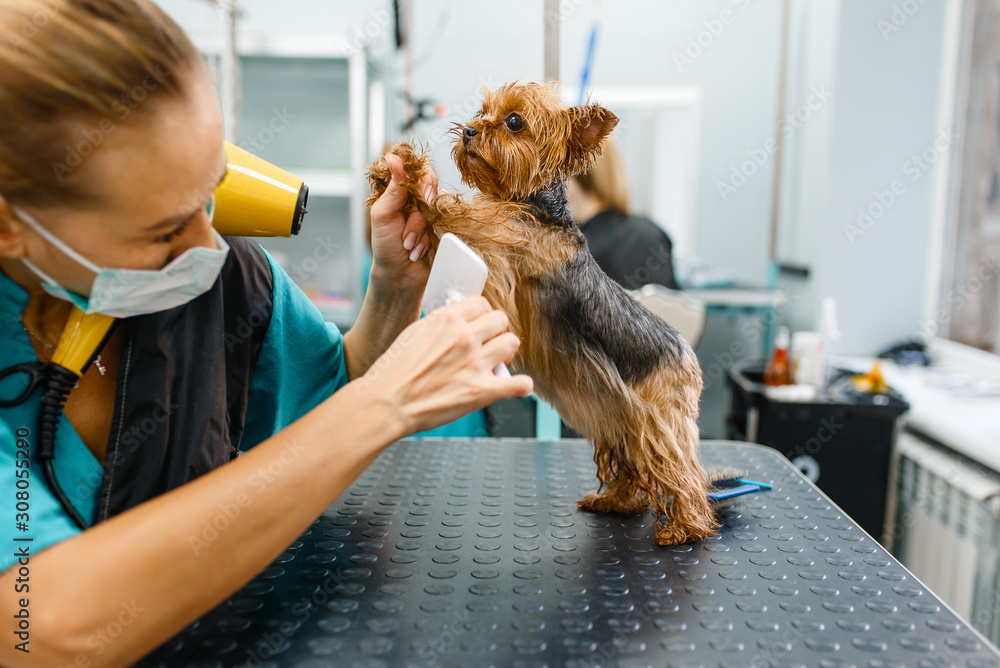 Female groomer combs fur of cute little dog Female groomer combs fur of cute little dog