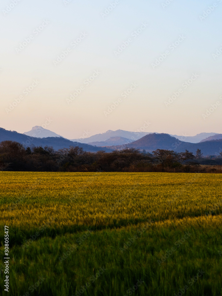 landscape of a wheat field next to mountains