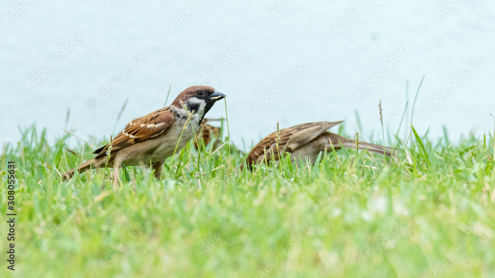A group of Eurasian Tree Sparrows standing on a lawn A group of Eurasian Tree Sparrows standing on a lawn