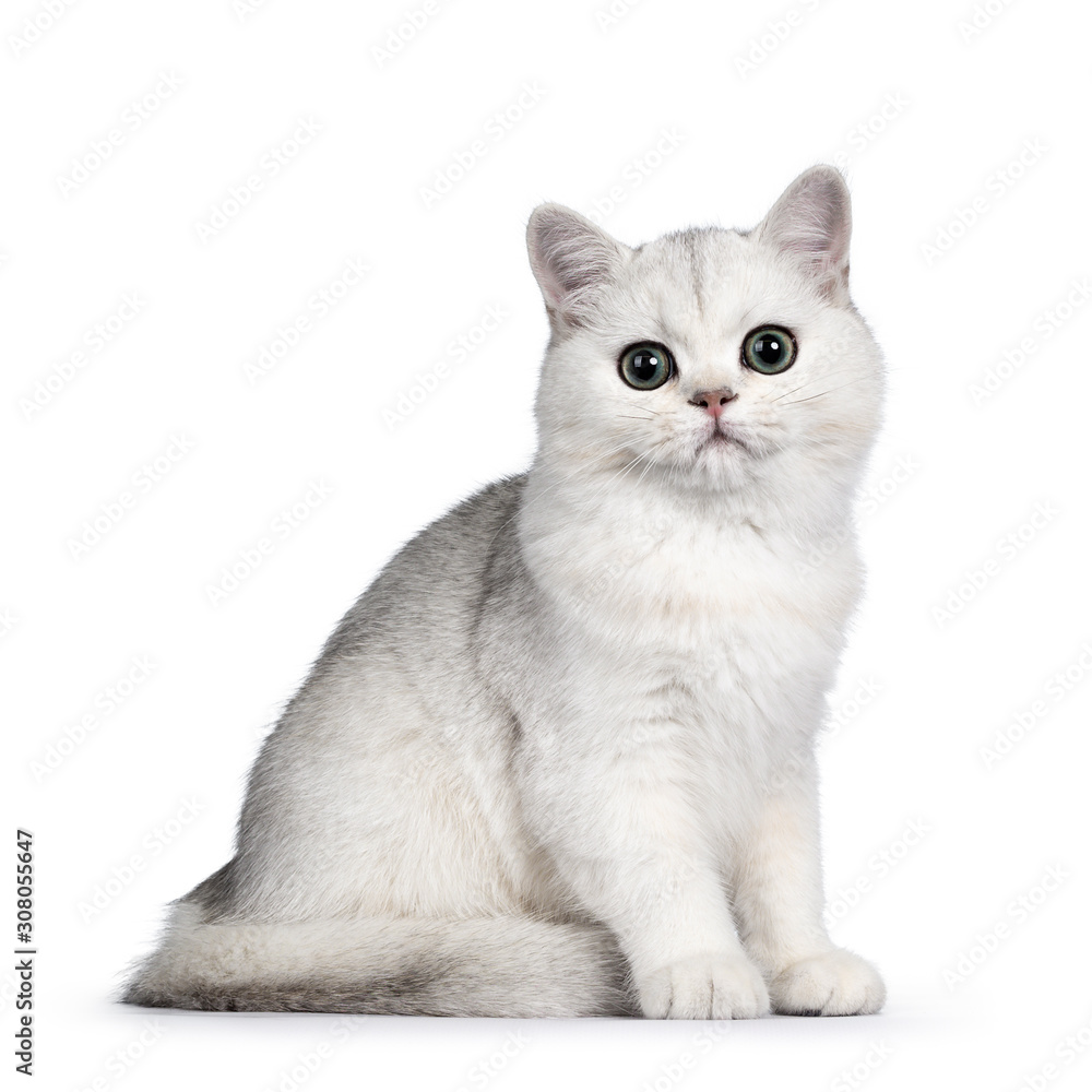 Amazing silver shaded British Shorthair kitten, sitting side ways. Looking at camera with big round green eyes. Isolated on white background.
