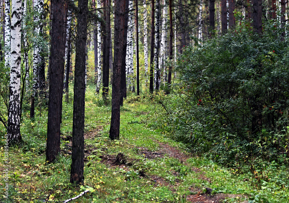 Obraz premium path in the forest