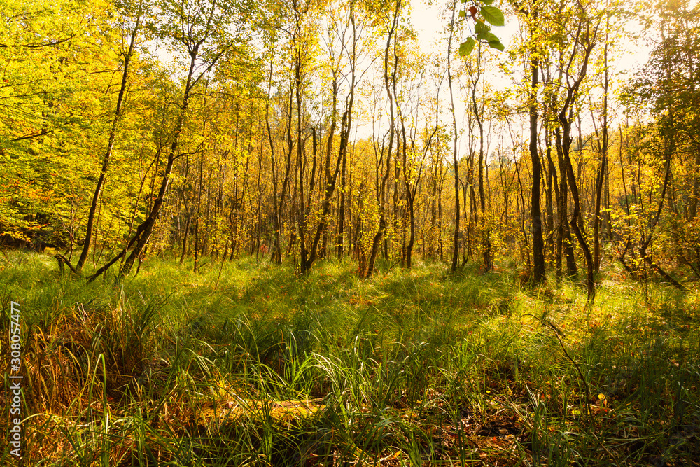 Fototapeta premium Hochmoor mit hohem Gras und herbstlichem Erlenbewuchs im Hintergrund