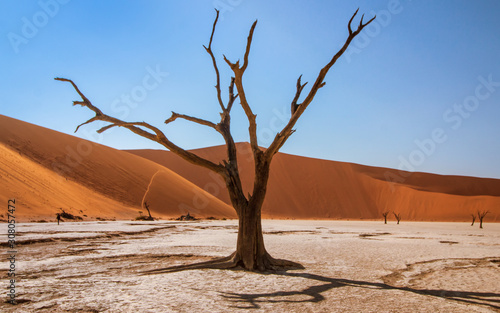 Sossusvlei tree in the dessert with dunes in the background