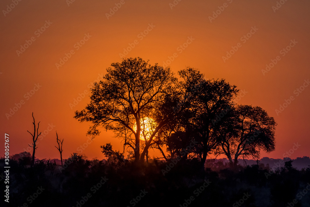Silhouette of trees against the rising sun