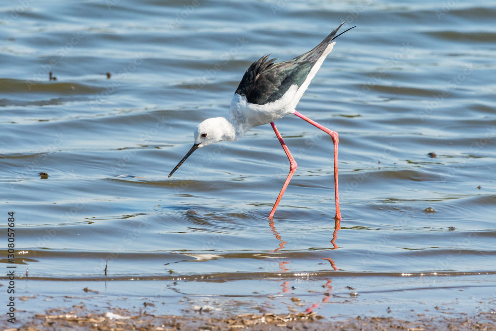 Black-winged stilt walking in water Black-winged stilt walking in water