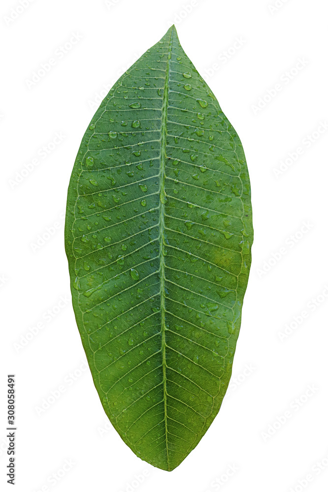 Obraz premium green leaf isolated on white background