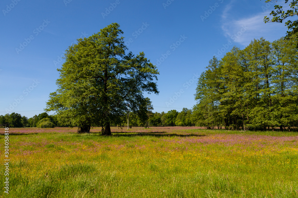 Sommerwiese mit bunten Blumen und großen grünen Bäumen im Hintergrund