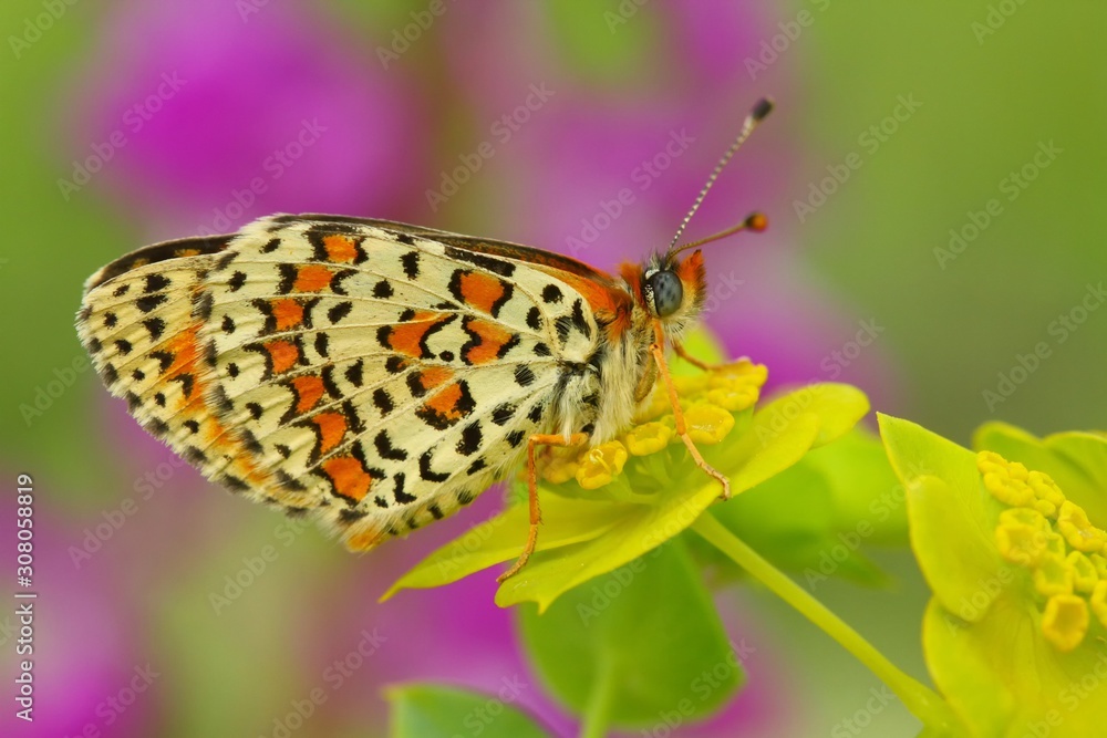 Obraz premium Melitaea trivia 791