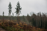 Raining morning in Finland in the silence in the forest that gives peace and quiet