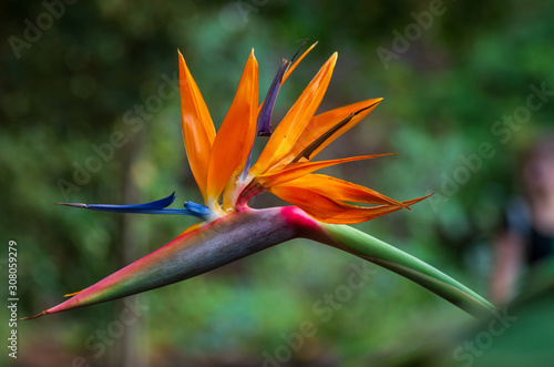 Tropical flower strelitzia or bird of paradise