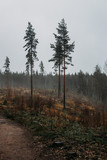 Raining morning in Finland in the silence in the forest that gives peace and quiet